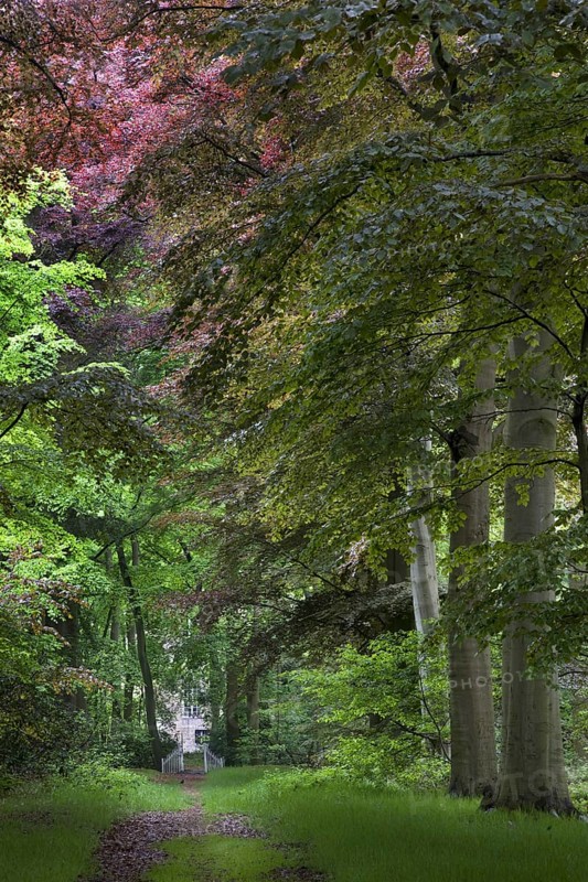 Avenue in beech (Fagus sylvatica) forest in spring, Belgium, Europe