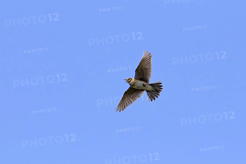 Eurasian skylark (Alauda arvensis) singing in flight against blue sky in spring