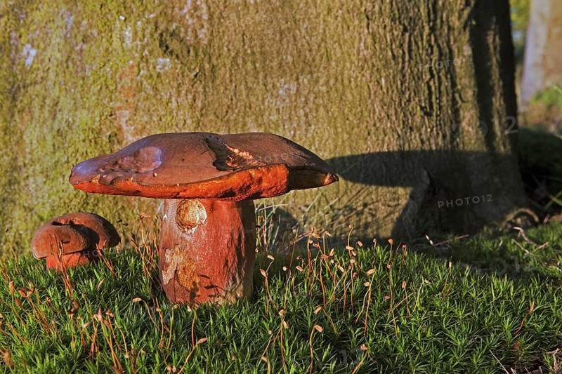 Dotted stem bolete (Boletus luridiformis)