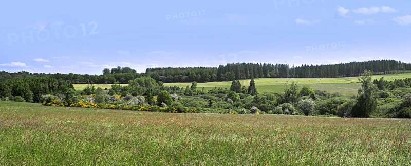 Broadleaf and coniferous forest with pine trees, meadow, pastures and hay fields at Vlessart, in the Belgian Ardennes, Luxembourg, Wallonia, Belgium, Europe