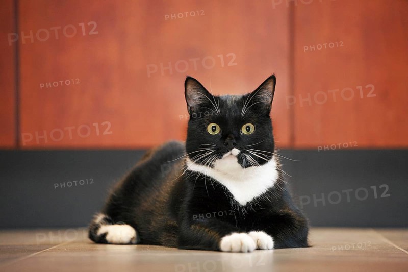 Close up of tuxedo cat, bicolor domestic cat with a white and black coat resting on the floor in house