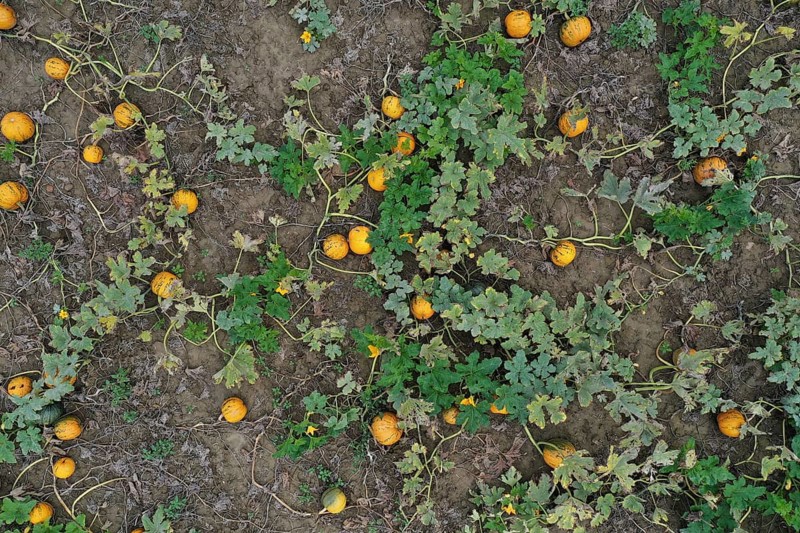 Aerial view, pumpkin field with ripe pumpkins, Weinviertel, Hadres, Lower Austria, Austria, Europe