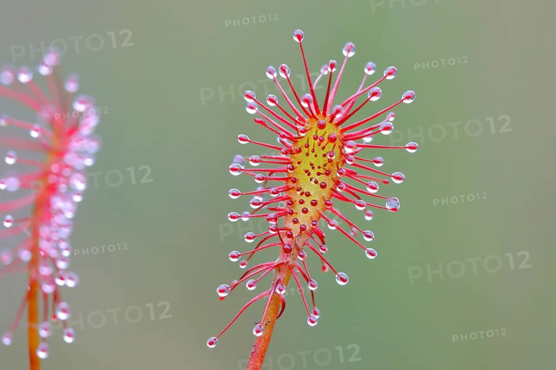 Oblong-leaved sundew (Drosera intermedia), close-up, Aschendorfer Obermoor nature reserve, Wildes Moor, Emsland, Lower Saxony, Germany, Europe