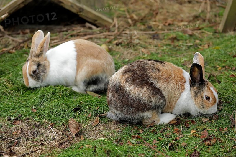 Two Dutch rabbits sitting next to each other, Kiel, Schleswig-Holstein, Germany, Europe