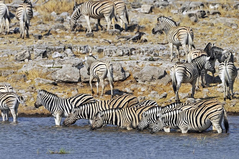 Burchell's Zebra (Equus quagga burchellii) herd drinking at waterhole, Etosha National Park, Namibia, Africa