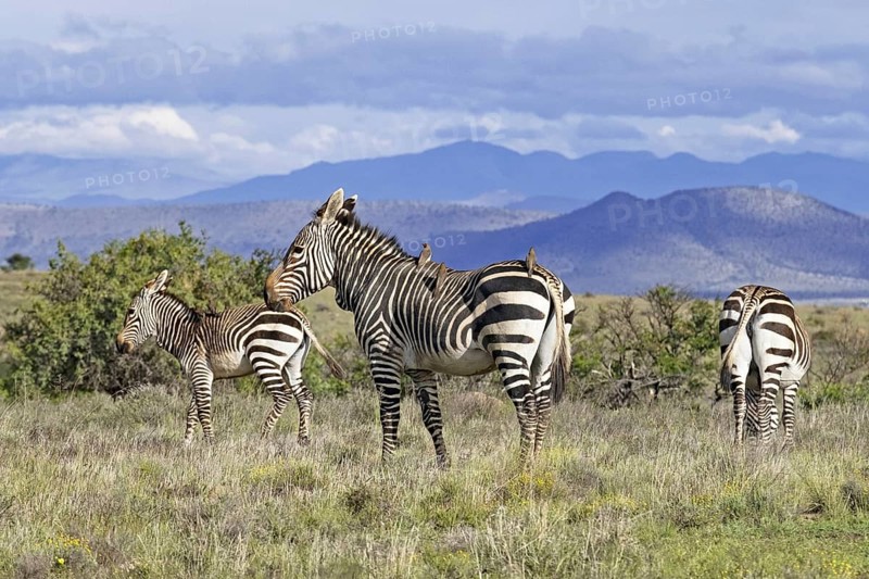 Cape mountain zebras (Equus zebra zebra) with foal in the Mountain Zebra National Park, Eastern Cape, South Africa, Africa