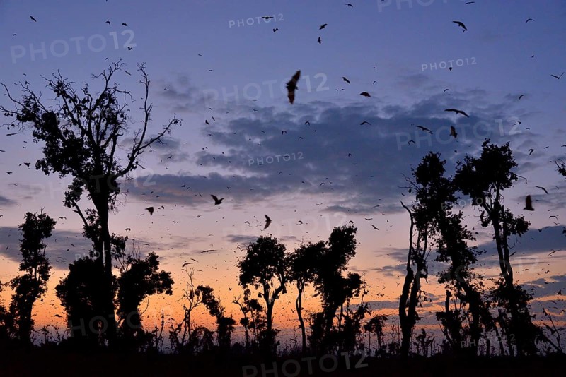 Straw-coloured Fruit Bats (Eidolon helvum), in flight at first light, Kasanka National Park, Zambia, Africa