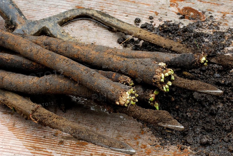 Black salsify (Scorzonera hispanica) , winter asparagus