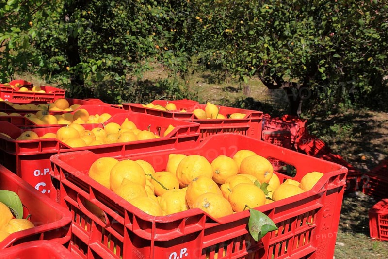 Orange trees and boxes of picked oranges, harvest time, Sicily, Italy, Europe