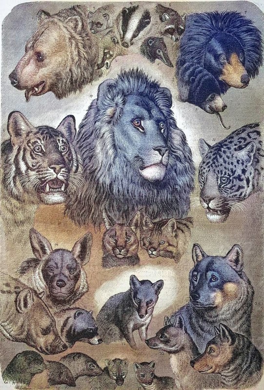Carnivores, carnivorous predators, portraits of the various carnivores, felines, bears and canines, animals, 1869, Historic, digitally restored reproduction of a 19th century original, exact original date unknown