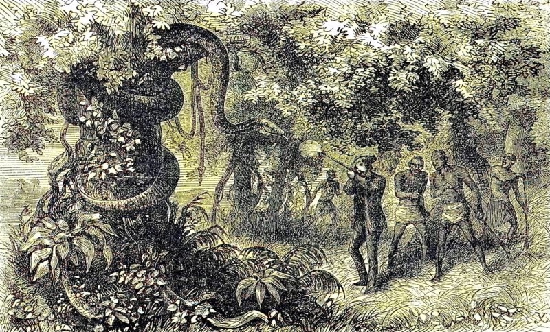 Hunting a strangler snake, white hunter with rifle shoots the animal, 1869, Botswana, Historic, digitally restored reproduction of a 19th century original, exact original date unknown, Africa