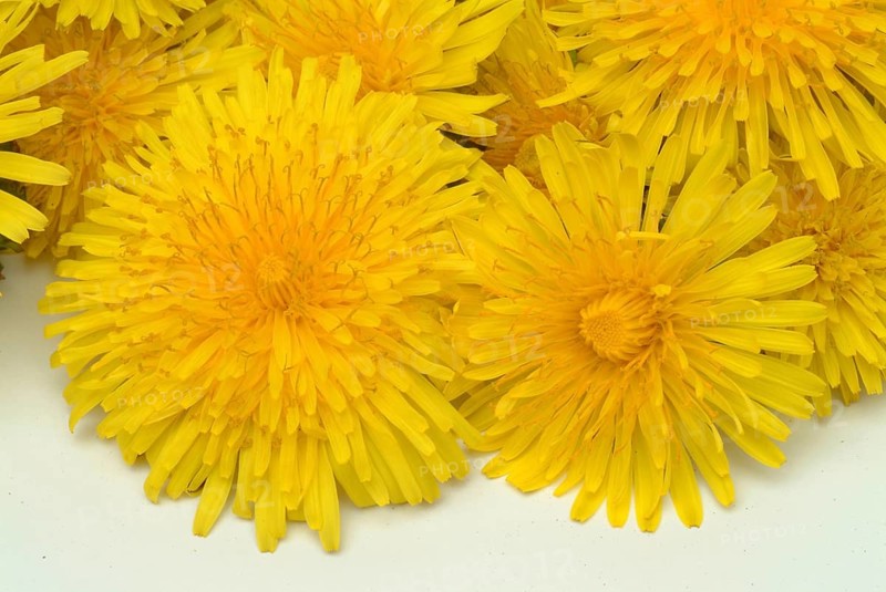 Common dandelion (Taraxacum) Ruderalia, Taraxacum officinale, medicinal plant, the most important active substances of the dandelion are the bitter substances