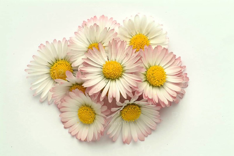 Common daisy (Bellis perennis), medicinal plant, naturopathy classifies the daisy among other things as stimulating the metabolism, expectorant and anti-inflammatory, used e.g. for respiratory and skin diseases as well as injuries. The daisy was named medicinal plant of the year 2017