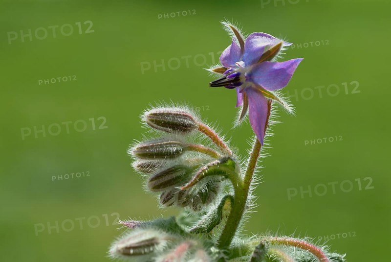 Flower of borage (Borago officinalis), also boretsch, borage, family of the broad-leaved plants, used as a spice and medicinal plant