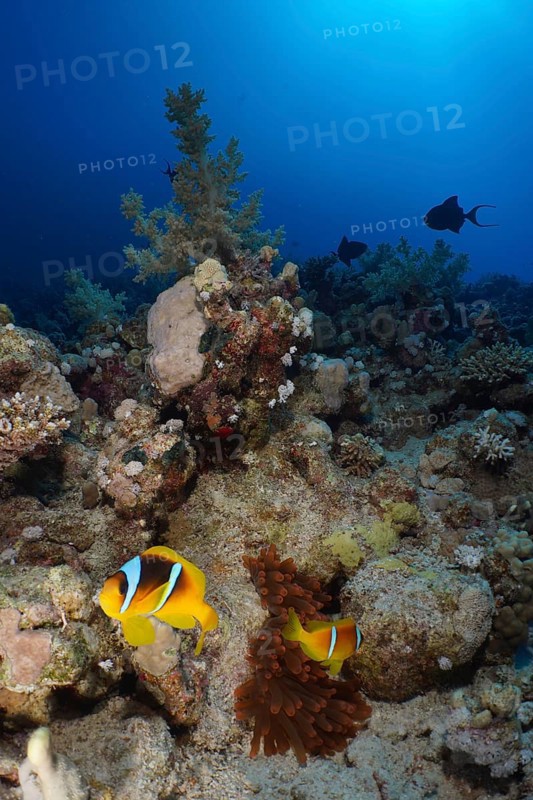 Pair of red sea clownfish (Amphiprion bicinctus) at its fluorescent bubble-tip anemone (Entacmaea quadricolor), dive site House Reef, Mangrove Bay, El Quesir, Red Sea, Egypt, Africa