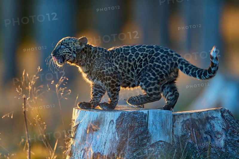 Indian leopard (Panthera pardus fusca), young animal on tree trunk in forest