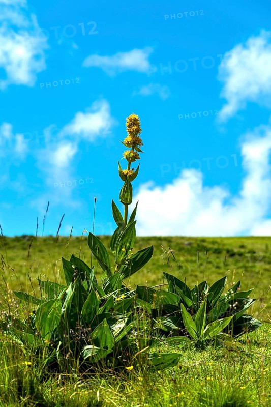 Gentian flower (Gentiana lutea), Auvergne Volcanoes Park. Puy de Dome. Auvergne Rhone Alpes. France