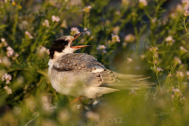 Common Tern (Sterna hirundo), immature animal, juvenile animal on a stone begging for food, Lower Saxon Wadden Sea National Park, East Frisian Islands, Lower Saxony, Germany, Europe