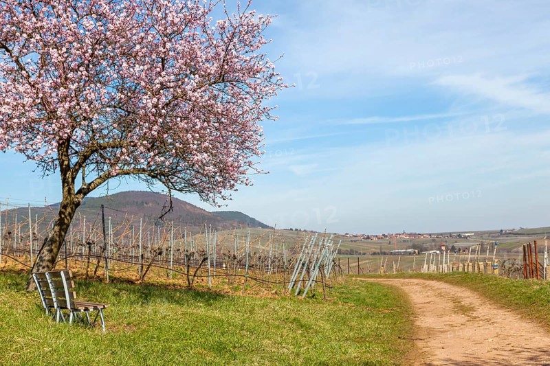 Flowering almond tree, almond tree blossom, Birkweiler, German or Southern Wine Route, Southern Palatinate, Palatinate, Rhineland-Palatinate, Germany, Europe