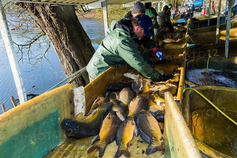 Fishing of the castle pond in Moritzburg