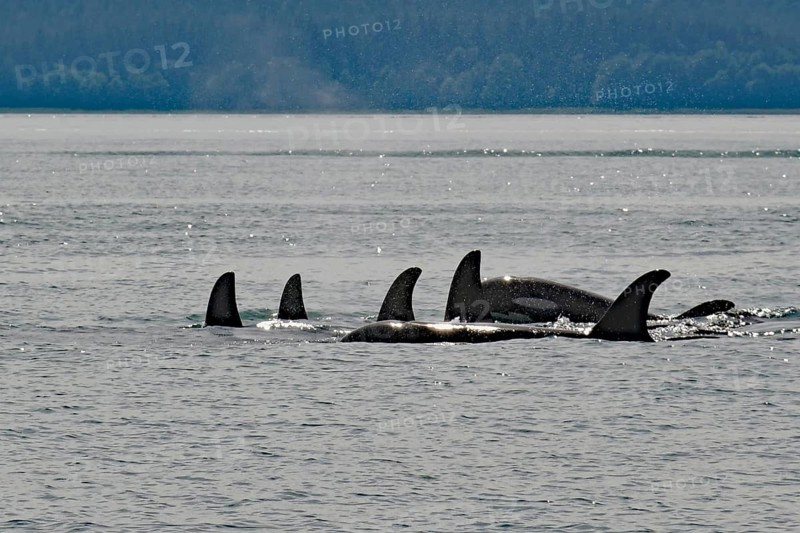 A group of several orcas, whales, whale watching, Inside Passage, Juneau, Alaska, USA, North America