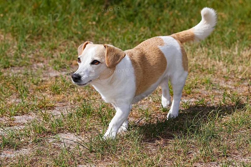 Dog, Jack Russell Terrier, Dog breed, Domestic dog (Canis lupus familiaris), Schleswig-Holstein, Germany, Europe