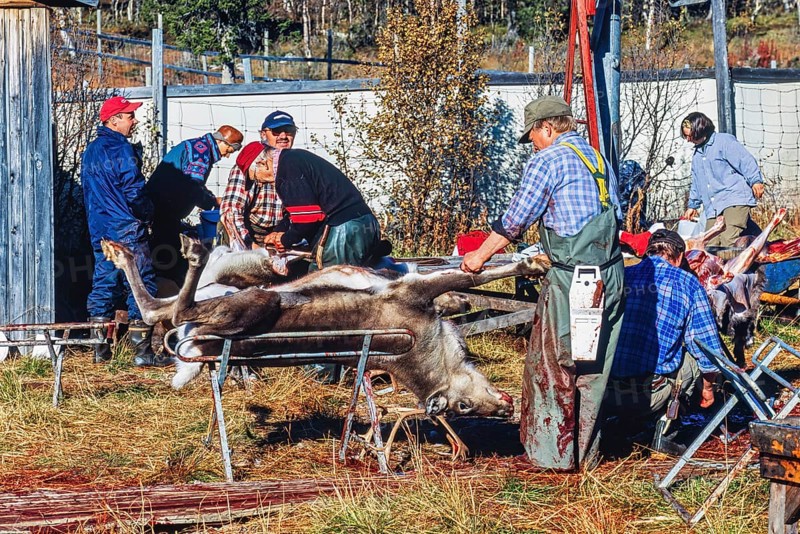 Slaughter of a reindeer bull by sami people at autumn in northern Sweden, Kvikkjokk, Lapland, Sweden, Europe