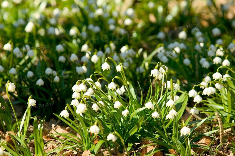 Marchflower blossoms in the Polenzta. The March snowflakes (Leucojum vernum) are in full bloom on the meadows in the Polenztal valley in Saxon Switzerland. The largest wild flowers in Saxony have been protected since 1925. The valley is a popular excursion destination in spring. photo subject to a fee, contact 01772156417