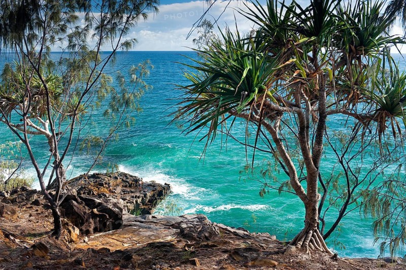 Coastal walk in Noosa heads with mangrove tree, holiday, travel, coast, ocean, sea, east coast, Queensland, Australian