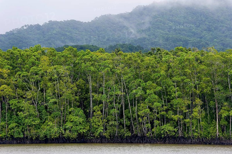 Mangrove forest, rainforest, tropical, tropical forest, tropical, Daintree river, Cape tribulation, Port Douglas, Australia, Oceania