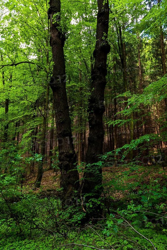 The Tharandt Forest, formerly known as the Grillenburg Forest, is a landscape in the centre of Saxony and lies southwest of the forestry town of Tharandt, south of the town of Wilsdruff