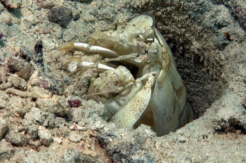 West Atlantic mantis shrimp (Squilla empusa) Mantis shrimp shovels sand from living burrow, Pacific Ocean, Caroline Islands, Yap Island, Yap State, Federated States of Micronesia