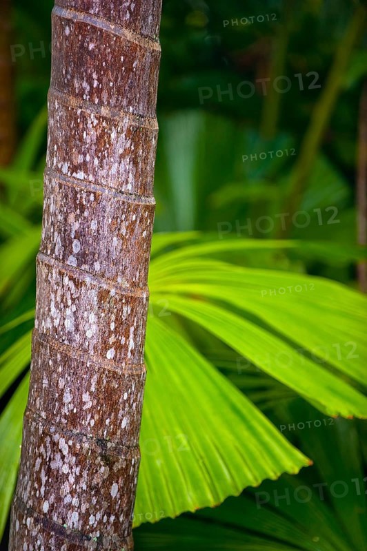 Palm, palm trunk, tree trunk, detail, plant, flora, decoration, detail, trunk, vegetation, tropical forest, tropics, tropical, Australia, Oceania
