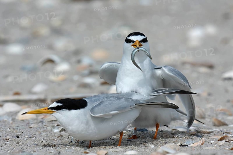 Little Tern (Sternula albifrons), pair during mating ritual, adult birds in courtship display, pair just in front of copulation, cock with fish in beak, mating feeding, Lower Saxon Wadden Sea National Park, East Frisian Islands, Lower Saxony, Germany, Europe