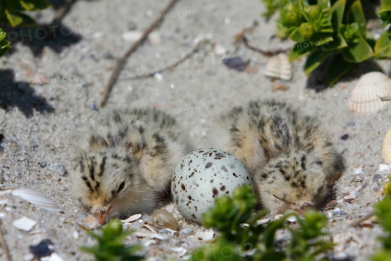 Little Tern (Sternula albifrons), two newly hatched chicks with an egg in the clutch, Lower Saxon Wadden Sea National Park, East Frisian Islands, Lower Saxony, Germany, Europe