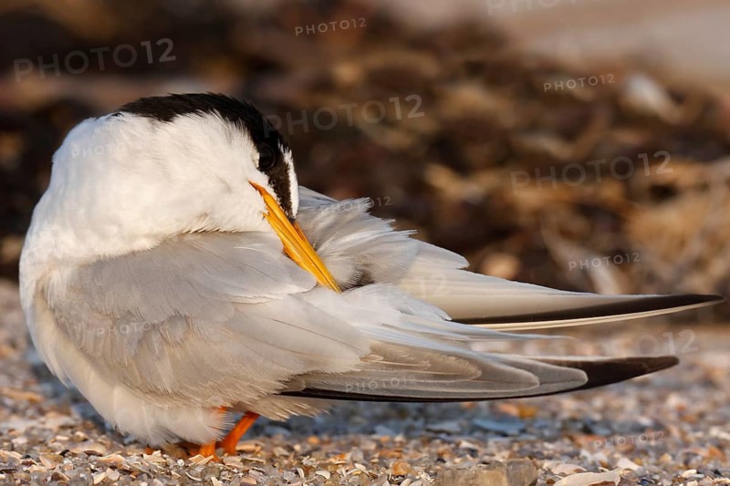 Little Tern (Sternula albifrons), grooming its feathers on the beach, Lower Saxony Wadden Sea National Park, East Frisian Islands, Lower Saxony, Germany, Europe