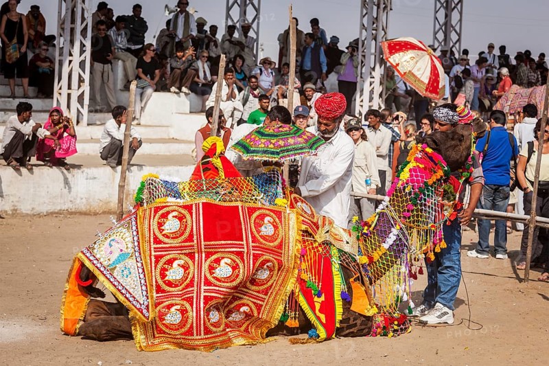 PUSHKAR, INDIA, NOVEMBER 22, 2012: Man decorating his camel for camel decoration contest at Pushkar camel fair (Pushkar Mela), annual five-day camel and livestock fair, one of the world's largest camel fairs and tourist attraction