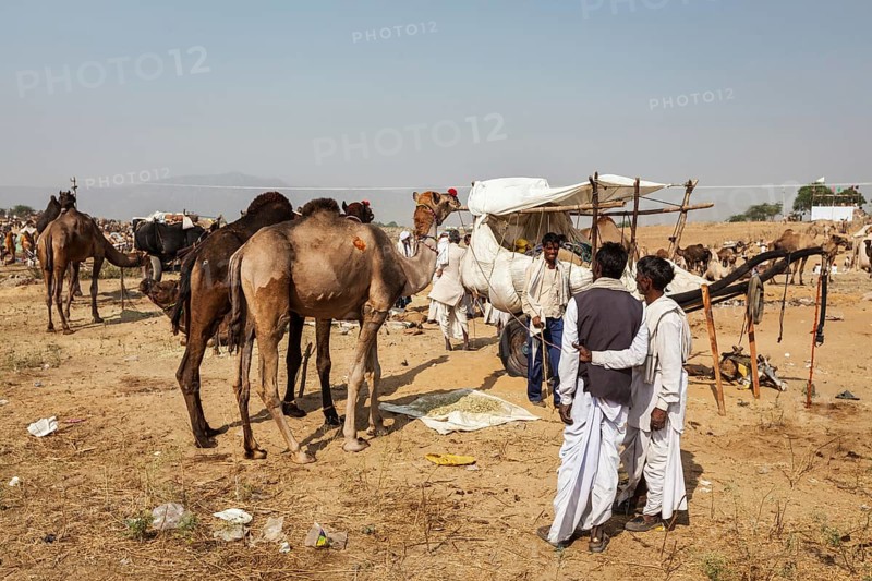 PUSHKAR, INDIA, NOVEMBER 20, 2012: Indian men and camels at Pushkar camel fair (Pushkar Mela), annual five-day camel and livestock fair, one of the world's largest camel fairs and tourist attraction