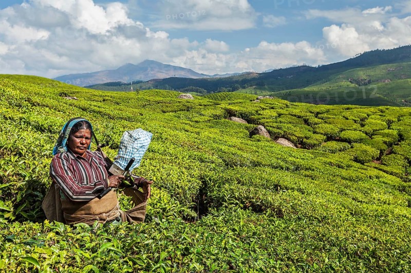 KERALA, INDIA, FEBRUARY 18, 2014: Unidentified Indian woman harvests tea leaves at tea plantation at Munnar. Only the uppermost leaves are collected, and workers collect daily up to 30 kilos of tea leaves