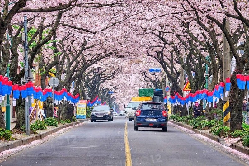 JEJU, SOUTH KOREA, APRIL 9, 2018: Blooming sakura cherry blossom trees in spring in street with cars, Jeju island, South Korea, Asia