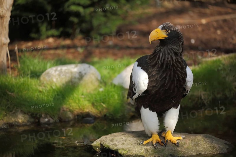 Steller's sea eagle (Haliaeetus pelagicus), sea eagle, eagle, Haliaeetus, hawk-like, Accipitridae, falcons (Falconiformes), raptor, birds of prey, bird, animal, vertebrate, captive