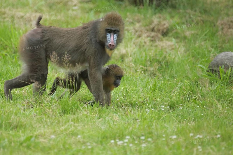 Mandrill (Mandrillus sphinx), two, ground, go, mother, young, guenon, guenon, Anthropoidae, catarrhines (Catarrhini) (Cercopithecidae), monkeys, dry-nosed monkeys, ape, primates, primate, gentleman animals, dry-nosed monkey, primates, Haplorhini, mammal, animal, vertebrate, captive