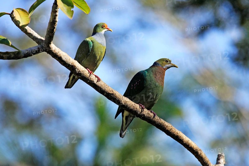 Orange-spotted Fruit Dove and orange-fronted fruit dove (Ptilinopus aurantiifrons) (Ptilinopus perlatus)