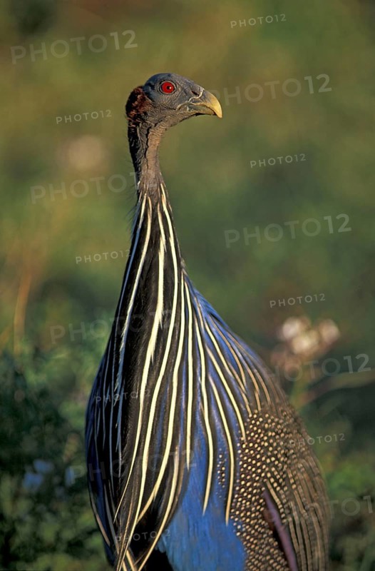 Vulturine guineafowl (Acryllium vulturinum), Samburu National Park, Kenya, Africa