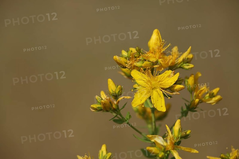 Flower on common st john's wort (Hypericum perforatum), saupurzel, Karlstadter, dry areas, Karlstadt, Main, Lower Franconia, Franconia, Bavaria, Germany, Europe