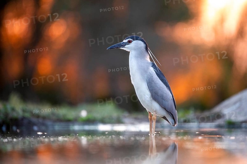 Black crowned night heron (Nycticorax nycticorax) in the water at sunrise, Pusztaszer, Hungary, Europe