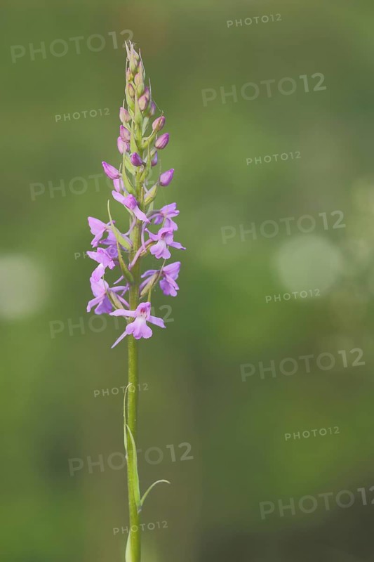 Greater early purple orchid (Orchis mascula) with bokeh, orchids, orchid, Reichenbacher, Kalkberge Reichenbach, Hessisch Lichtenau, Frau-Holle-Land, Hesse, Germany, Europe