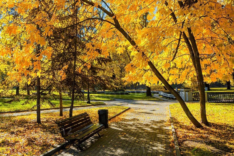 Autumn colors, fall in park with yellow leaves foliage trees
