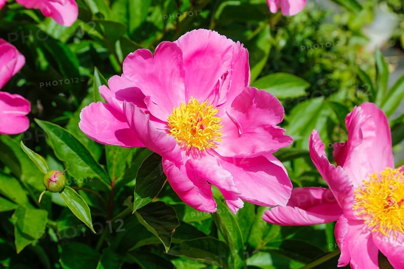 Peonies (Paeonia), peonies, pink flowers, non-double flowers, yellow pistils, green leaves, bedding, garden, flowers, plants, perennials, spring-flowering plants, Germany, Europe