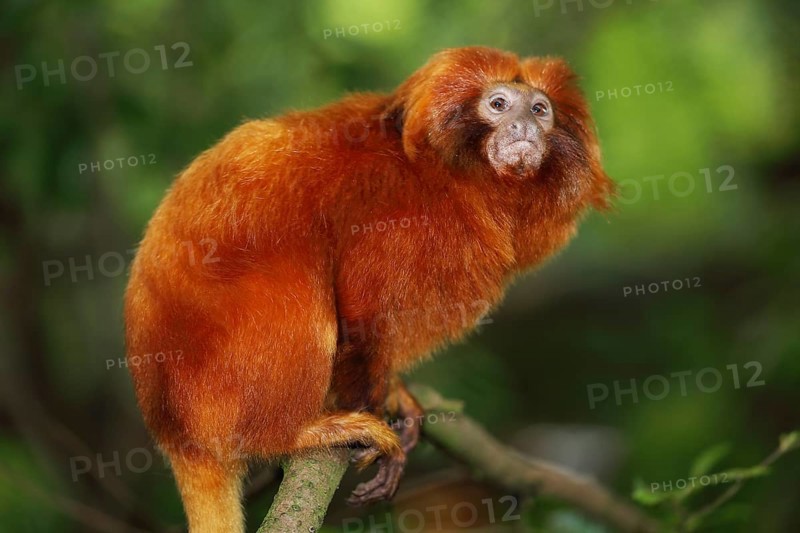 Golden lion tamarin (Leontopithecus rosalia), portrait, adult, captive